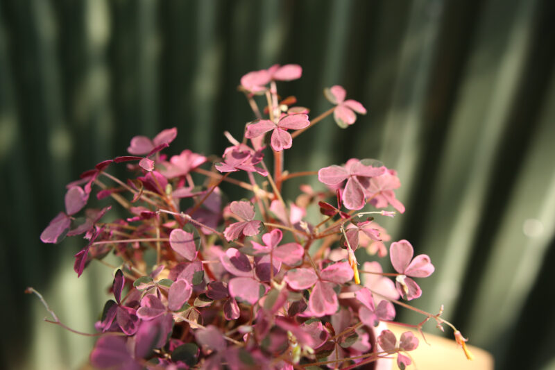 Oxalis Plum Crazy