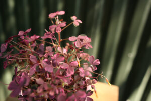 Oxalis Plum Crazy