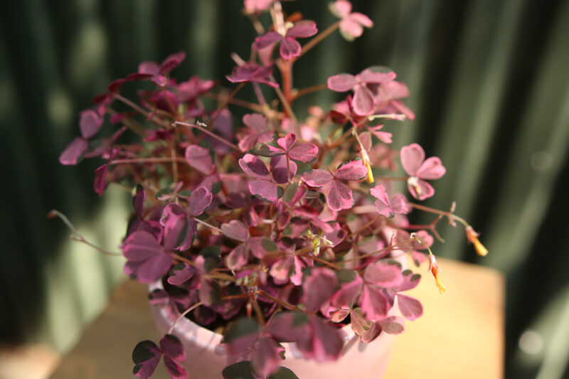 Oxalis Plum Crazy