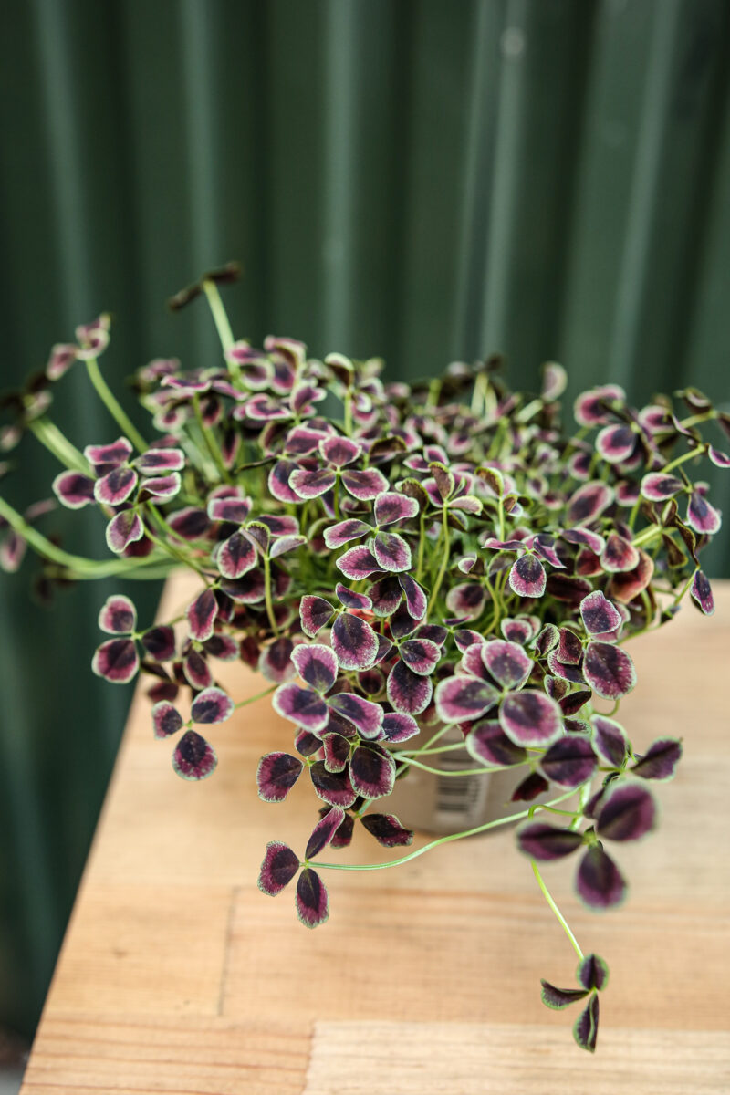 Trifolium repens Estelle