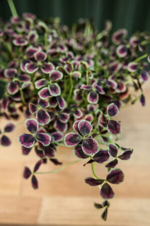 Trifolium repens Estelle