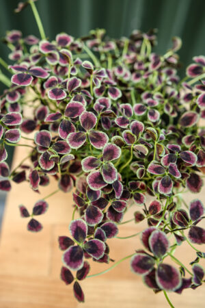 Trifolium repens Estelle