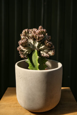 euphorbia lactea cristata