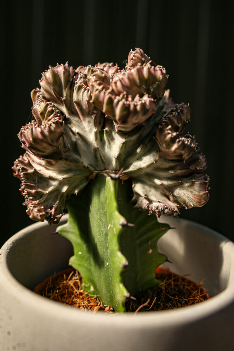 euphorbia lactea cristata euphorbia lactea cristata