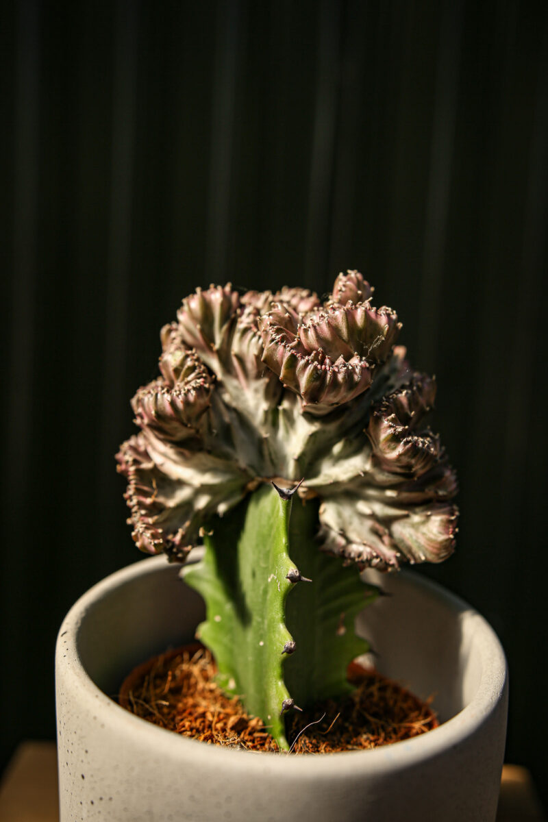 euphorbia lactea cristata