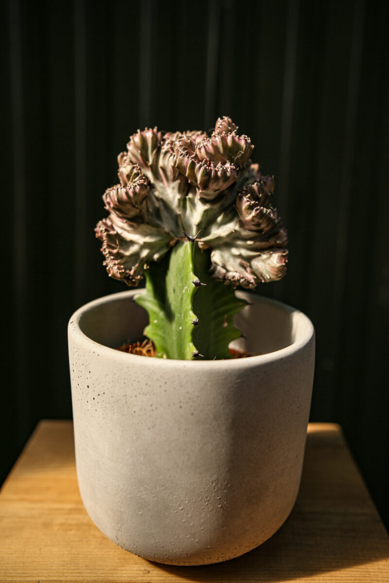 euphorbia lactea cristata