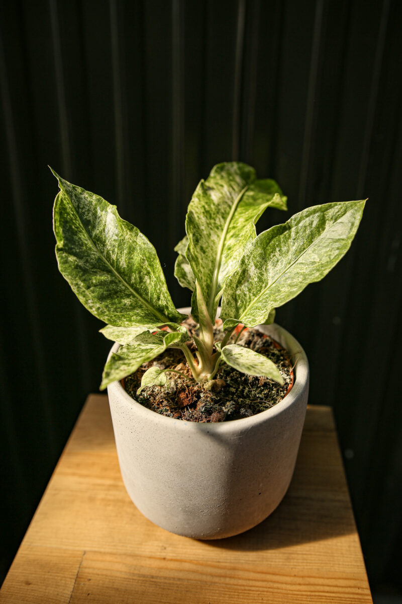 Anthurium Hookeri Variegata
