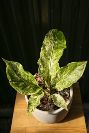 Anthurium Hookeri Variegata