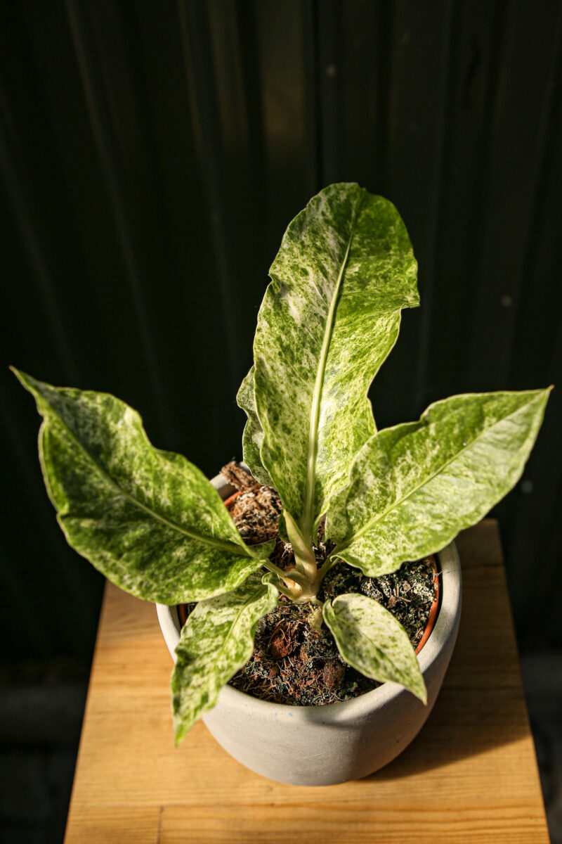 Anthurium Hookeri Variegata