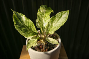 Anthurium Hookeri Variegata