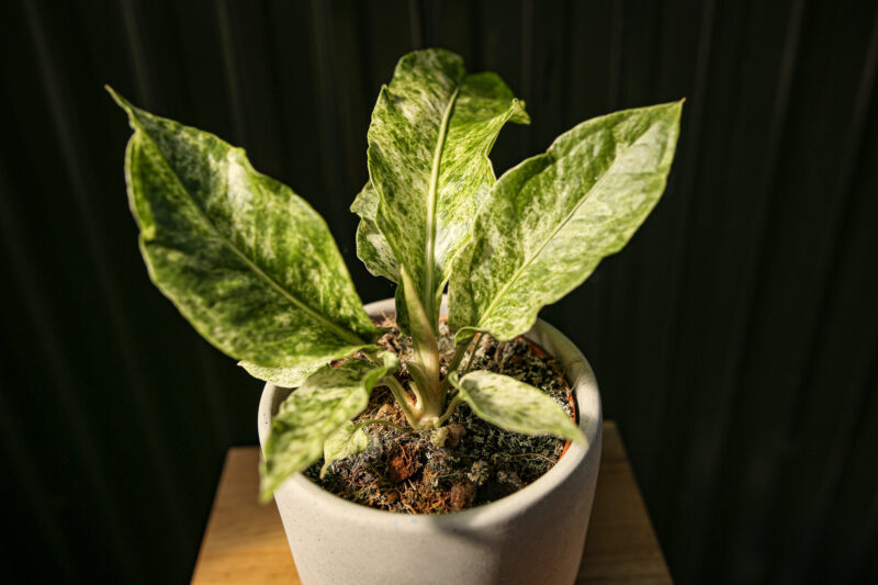 Anthurium Hookeri Variegata