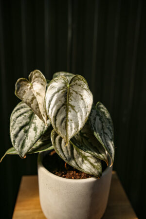 Philodendron Branditianum