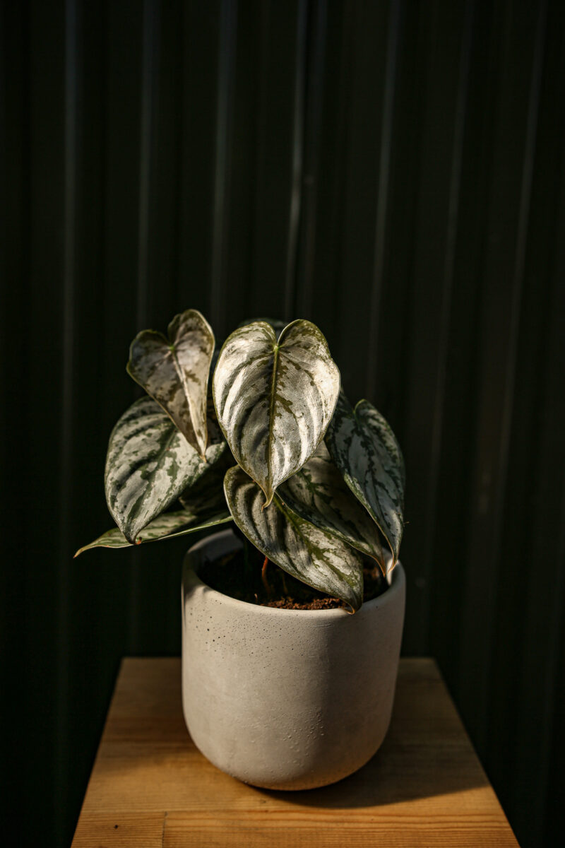 Philodendron Branditianum