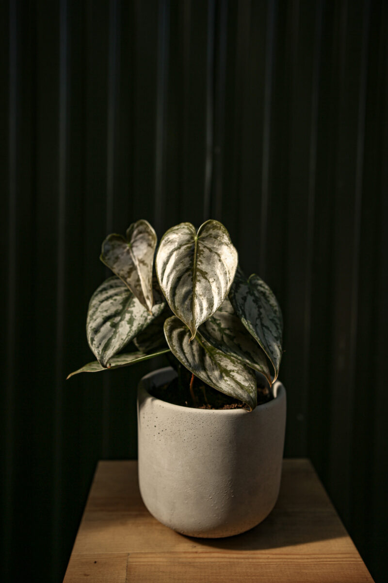 Philodendron Branditianum