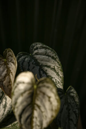 Philodendron Branditianum