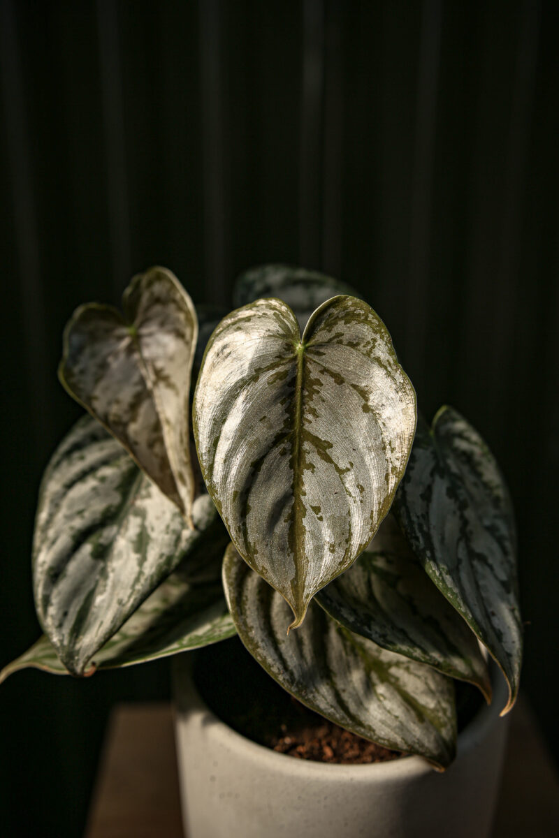 Philodendron Branditianum