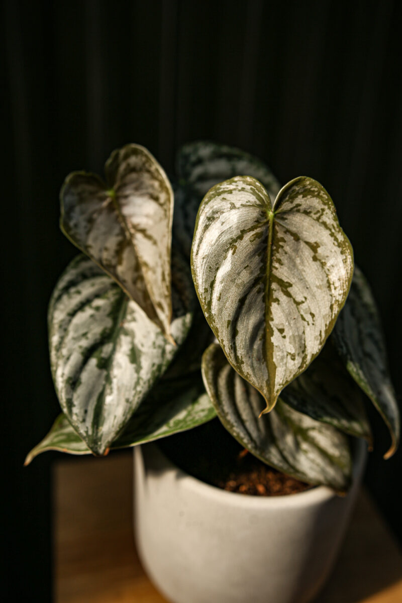 Philodendron Branditianum