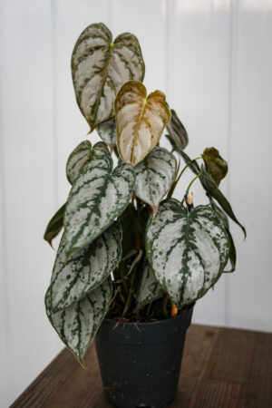 Philodendron Branditianum