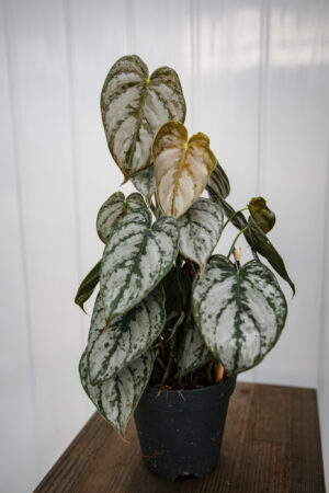 Philodendron Branditianum