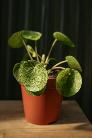 Pilea Pieniążek Mohito