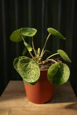 Pilea Pieniążek Mohito