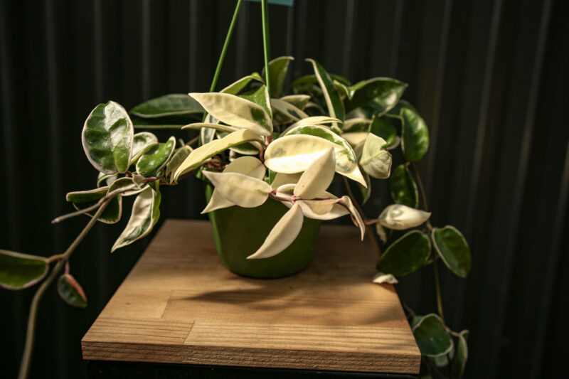 Hoya Carnosa Krimson Queen