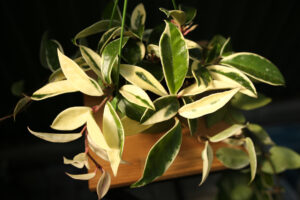 Hoya Carnosa Krimson Queen