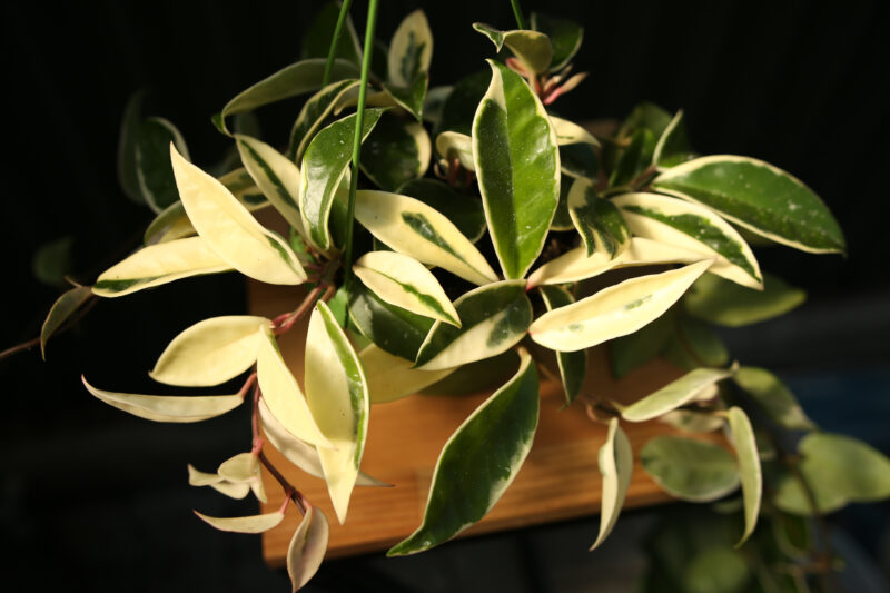 Hoya Carnosa Krimson Queen