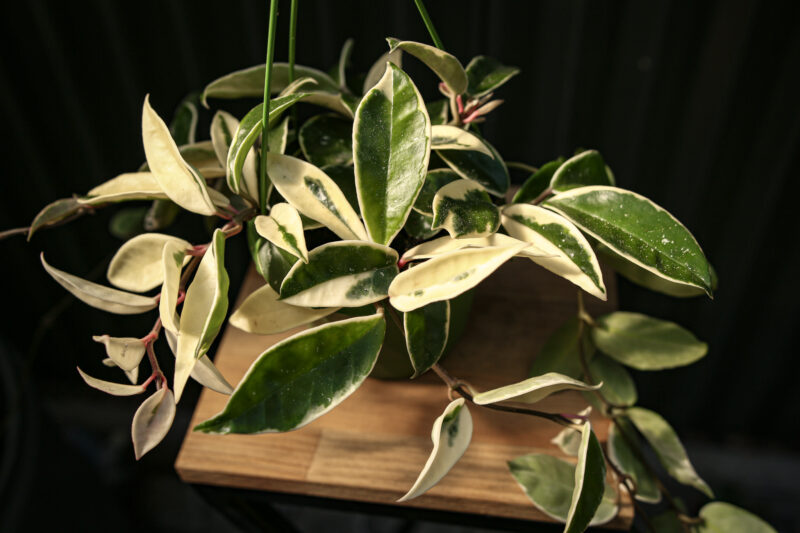 Hoya Carnosa Krimson Queen