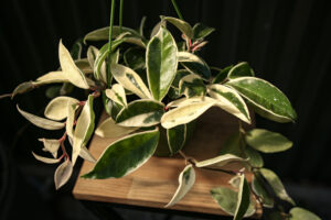 Hoya Carnosa Krimson Queen