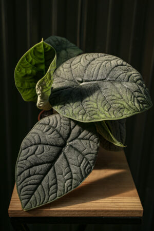 Alocasia Melo