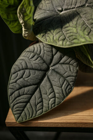 Alocasia Melo