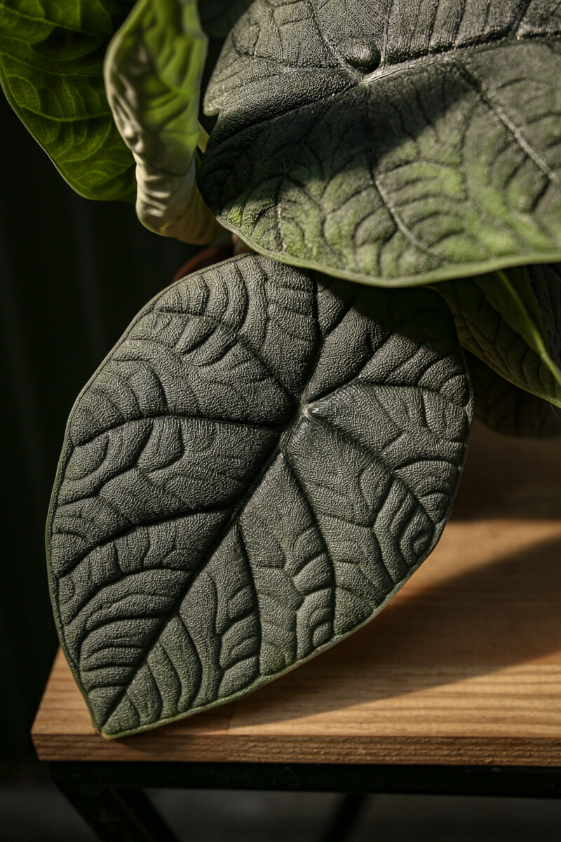 Alocasia Melo