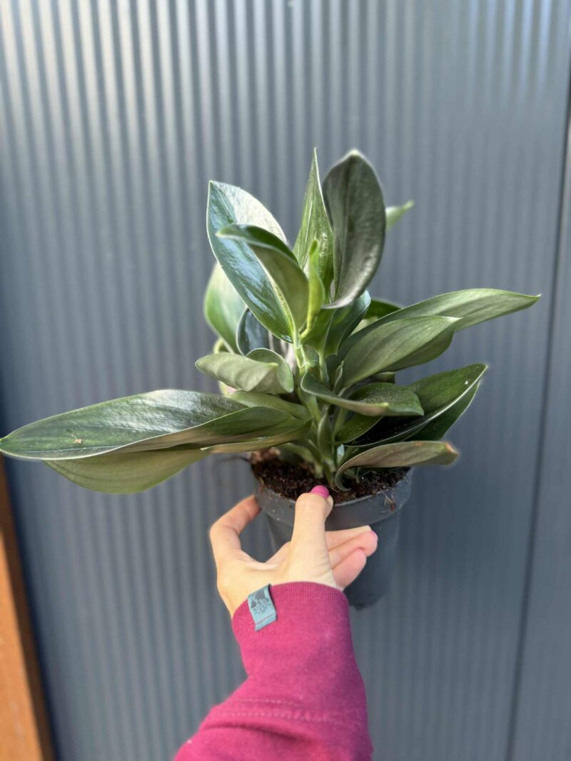 Scindapsus ‘Treubii Dark Form’