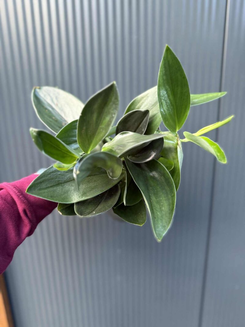 Scindapsus ‘Treubii Dark Form’