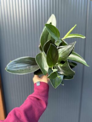 Scindapsus ‘Treubii Dark Form’