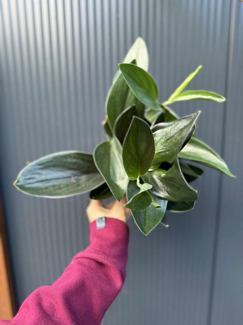 Scindapsus ‘Treubii Dark Form’