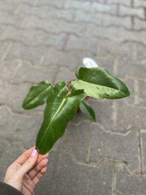 Philodendron Paraiso Verde