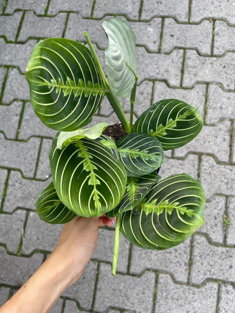 Maranta Lemon Lime