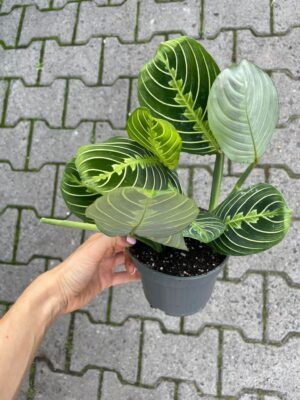 Maranta Lemon Lime