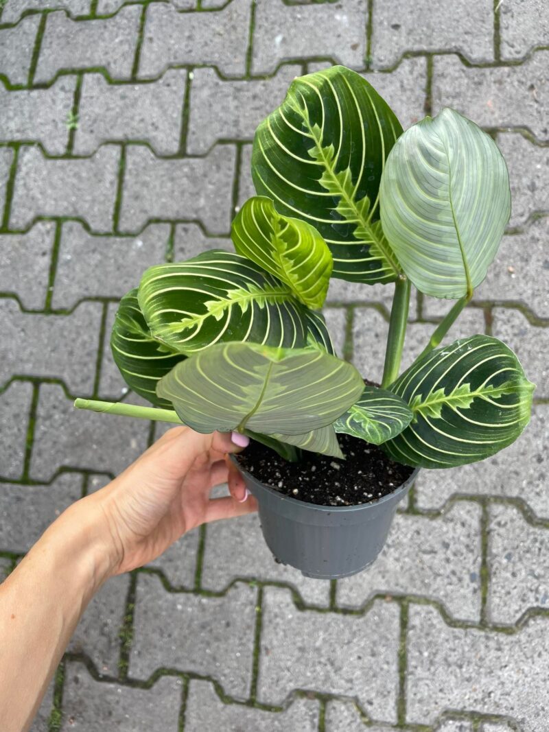 Maranta Lemon Lime