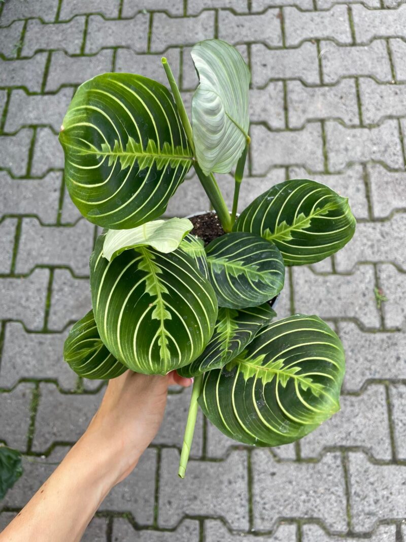 Maranta Lemon Lime