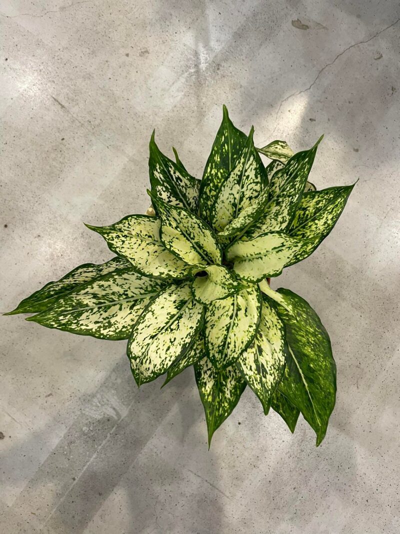 Aglaonema ‘white kiwi’ Aglaonema ‘white kiwi’