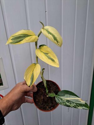 Philodendron Cobra ‘Monstera standleyana’