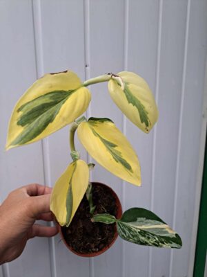 Philodendron Cobra ‘Monstera standleyana’