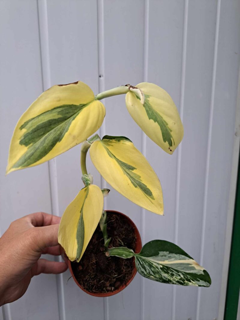 Philodendron Cobra ‘Monstera standleyana’