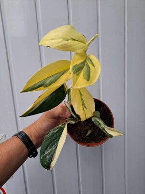 Philodendron Cobra ‘Monstera standleyana’