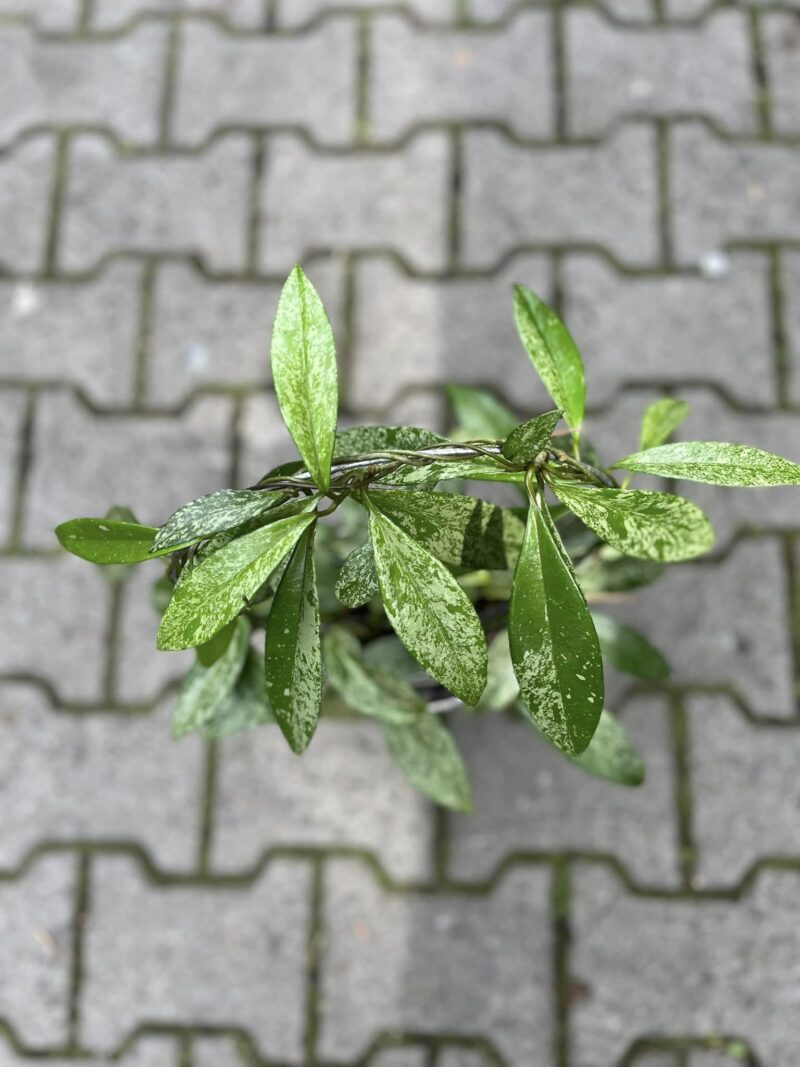 Hoya pubicalyx ‘Silver Splash’