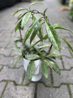 Hoya pubicalyx ‘Silver Splash’