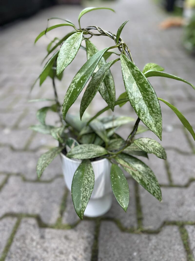 Hoya pubicalyx ‘Silver Splash’